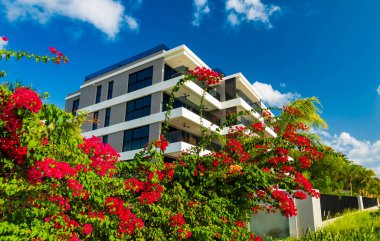 Red Bougainvillea, Barbados 'taki kumsal ve gök mavisi okyanus manzaralı tatil evlerinin yakınında yetişir.