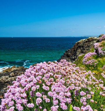 İlkbaharda St. Ives, Cornwall 'daki kayalık sahil şeridinde canlı pembe bir tutam.