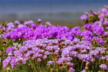Portland 'da satranç sahili boyunca deniz kıyısında döşeme.
