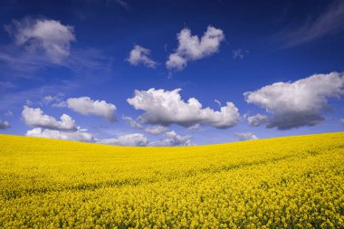 Mavi gökyüzünün altında açan altın kolza tohumu tarlası