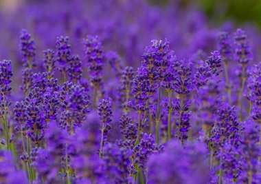 Seçici odak noktası yemyeşil mor lavanta çiçeklerinin yakın çekimi