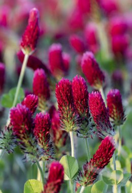 Kırmızı yonca (Trifolium incarnatum), Dorset 'te, Poole yakınlarında büyük bir tarlada yetiştiriliyor.