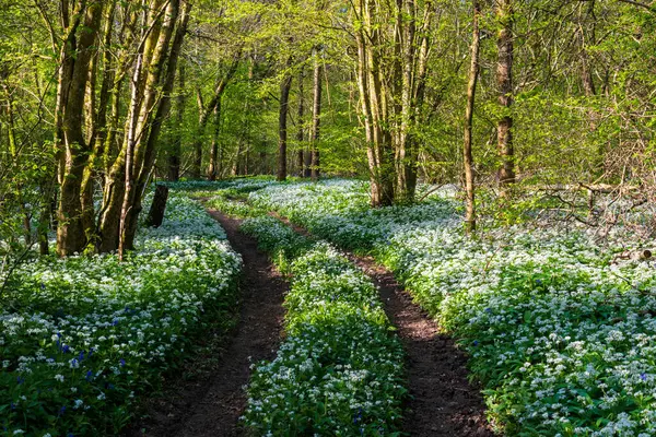 Düşük açılı güneş ışığı, Blandford yakınlarındaki BlueBell Ormanı 'ndaki ağaçların arasından parlıyor.