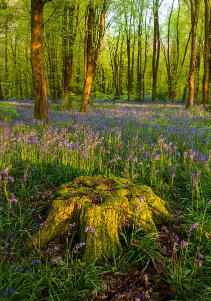 Düşük açılı güneş ışığı, Blandford yakınlarındaki BlueBell Ormanı 'ndaki ağaçların arasından parlıyor.