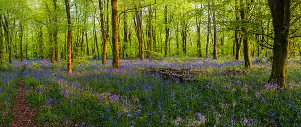 Düşük açılı güneş ışığı, Blandford yakınlarındaki BlueBell Ormanı 'ndaki ağaçların arasından parlıyor.