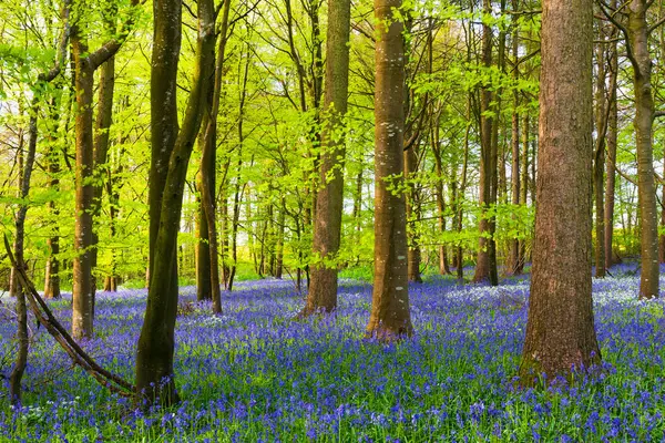 Düşük açılı güneş ışığı, Blandford yakınlarındaki BlueBell Ormanı 'ndaki ağaçların arasından parlıyor.