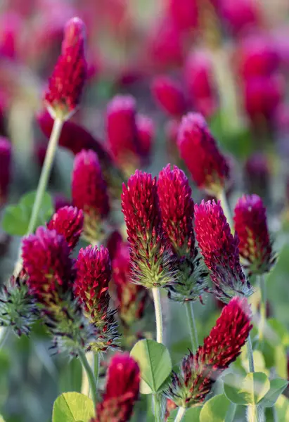 Kırmızı yonca (Trifolium incarnatum), Dorset 'te, Poole yakınlarında büyük bir tarlada yetiştiriliyor.