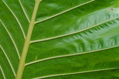 Yaprak damarlarının detaylarını kapat. yeşil taro yaprağı arkaplanı