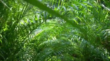 Palmiye ormanına doğru yürü. Doğadaki yol