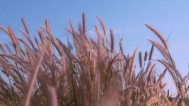 Rüzgarda esen kuru çimen çiçekleri, mavi arka planda rüzgarda sallanan kırmızı salıncak.