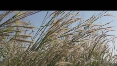 Çimler yavaşça sallanıyor, rüzgar otları emiyor.