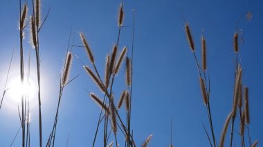 Çimen, çayır, gökyüzü arka planı, huzurlu doğa.