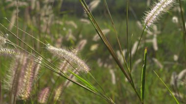 Çimen çiçeği, çayır, huzurlu doğa.