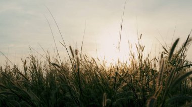 Çimen, çayır, günbatımı, güzel doğa.