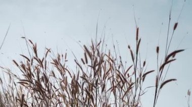 Akşamları çimen çiçekleri yavaşça sallanıyor, gökyüzü arka planı, doğa konsepti.