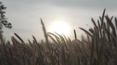 Çimen tarlası sallanıyor, sıcaklık, yaz, güneş batarken doğa.