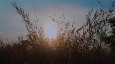Çimen tarlası sallanıyor, sıcaklık, yaz, güneş batarken doğa.