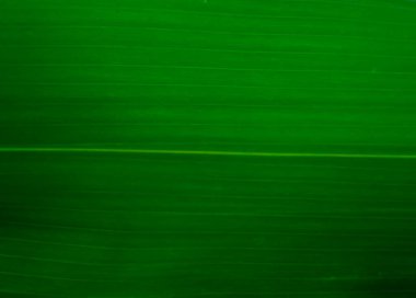 Yeşil bambu yaprağı dokusu arka plan