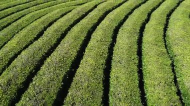 So Miguel, Azores 'deki Gorreana Çay Çiftliğinin 4K Hava Görüntüsü
