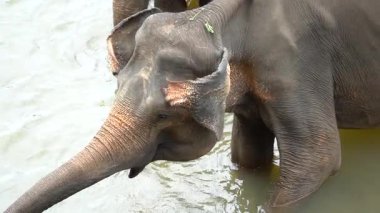 Fil Kulaklarını Kapatma Davranışları Ayrıntılı