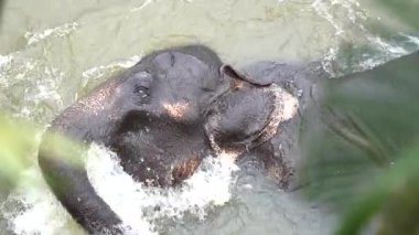 Nehirde, Pinnawala 'da, Sri Lanka' da oynayan genç Asya Fili