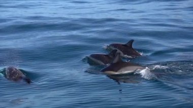 Vahşi Yunuslar Terceira Adası, Azores 'de yüzüyor.