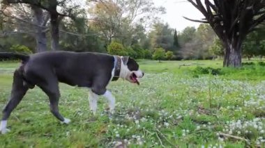 Amerikan Stanford Blue Dog sahada yürüyor ve oynuyor..