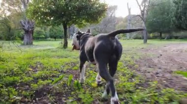 Kadın ve Amerikan Stanford Blue Dog sahada yürüyor ve oynuyor.