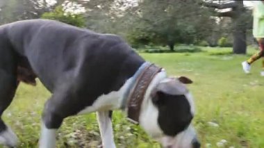 Kadın ve Amerikan Stanford Blue Dog sahada yürüyor ve oynuyor.