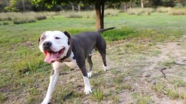 Amerikan Stanford Blue Dog sahada yürüyor ve oynuyor..