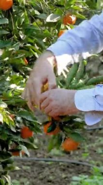 Tarladaki adam ağaçtan mandalina topluyor, seçici odaklanma. Dikey video