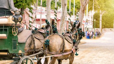 Carriage horses at the fair in Sevilla