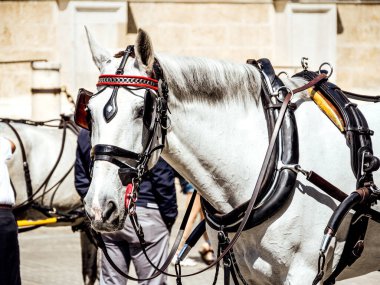 Close up of a white horse in the city of Seville