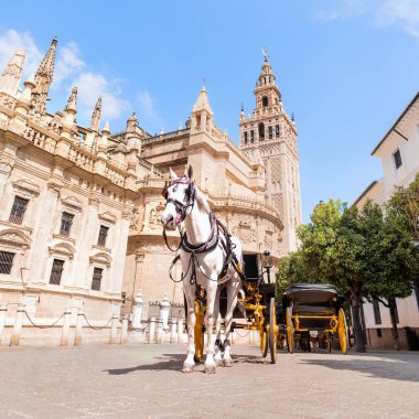White horse in front of the cathedral and the Giralda of Seville