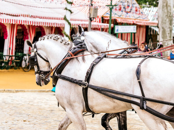 Carriage horses at the fair in Sevilla