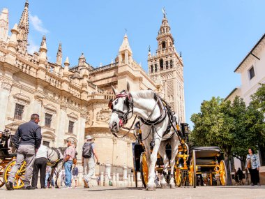 Seville, İspanya - 04 Mayıs 2022: Katedralin önündeki beyaz at ve at arabası ve Sevilla Giralda
