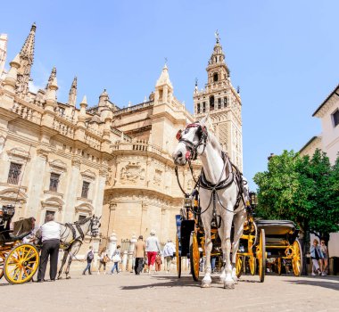 Seville, Spain - May 04, 2022 : white horse and carriage in front of the cathedral and the Giralda of Seville