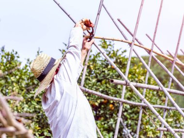 Çiftçi domates yetiştirmek için çiftlikte bir yapı inşa ediyor. Seçici odak.