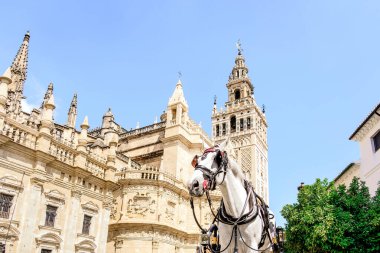 White horse in front of the cathedral and the Giralda of Seville