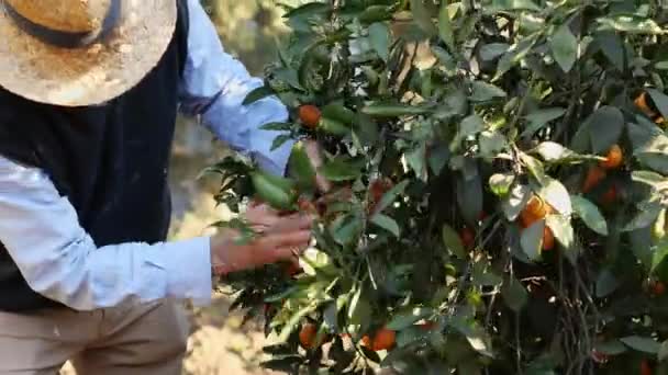 农夫在田里从树上采摘大麻树和橙子 有选择的重点 — 图库视频影像