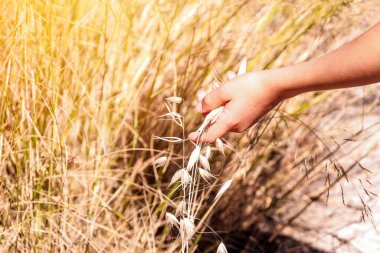 Çocuk elini kapat Çiçekli çimenlerle çayıra dokun