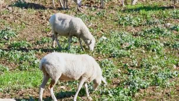 Group Sheep Grazing Field Spring Season — Stock Video