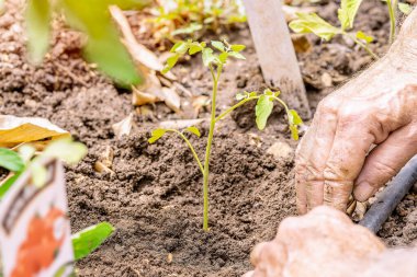Çiftçi elleri sebze bahçesine domates tohumu ekiyor. Seçici odak.