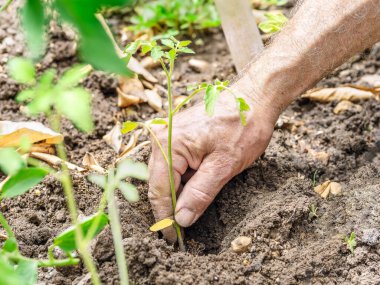 Çiftçi elleri sebze bahçesine domates tohumu ekiyor. Seçici odak.