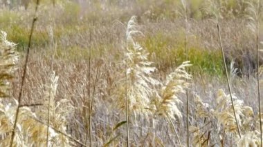 Akşamları Sazlıklarla birlikte göl rüzgarda savruluyordu.