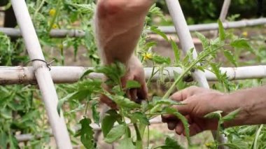 Erkek çiftçi, yetiştirmek için domates bitkilerini tarlaya bağlıyor. Seçici odak