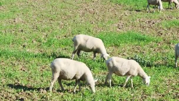 春の畑での羊の放牧グループ — ストック動画
