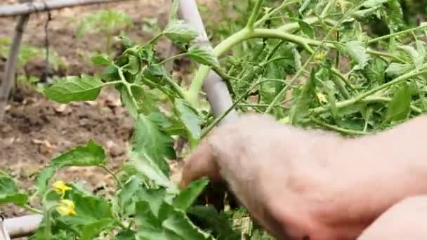 Bir Çiftçinin Elleri Domates Bitkisinin Dallarını Buduyor Büyümesi Için Bağlıyor — Stok video