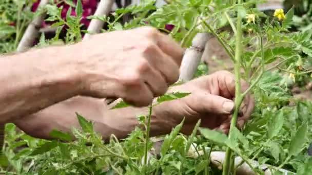 農家の手はトマトの植物から枝を剪定し それを成長させるために結びつける 選択的焦点 — ストック動画