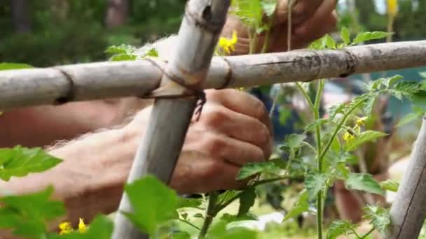 Männlicher Bauer Bindet Tomatenpflanzen Auf Dem Feld Sie Wachsen Lassen — Stockvideo